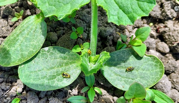 Striped cucumber beetle on squash leaves.